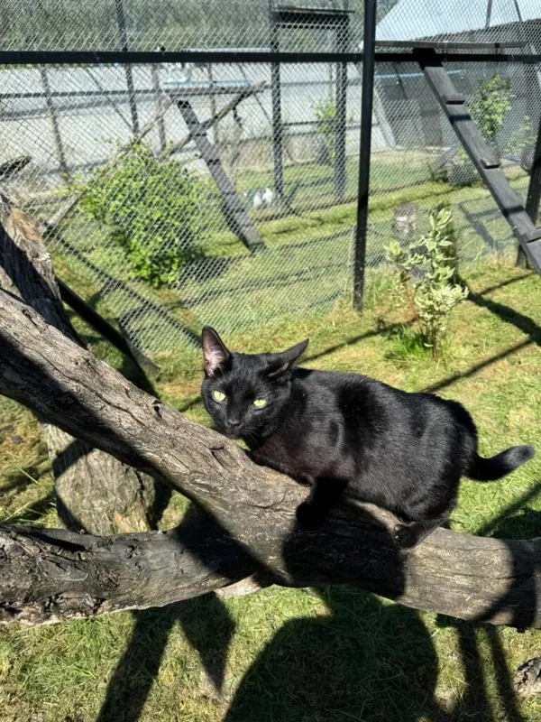 Kot do adopcji, Korabiewice, 24 maja 2024 (4/5)