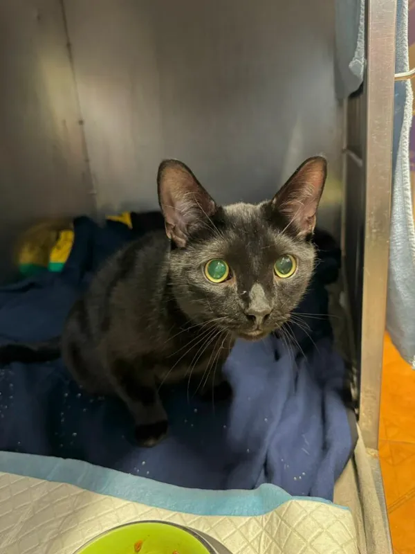 Kot do adopcji, Korabiewice, 24 maja 2024 (5/5)