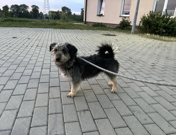 Znaleziono psa, Świdnica, 23 maja 2024