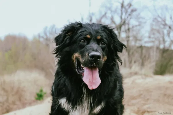 Pies do adopcji, Radom, 11 czerwca 2025 (1/5)