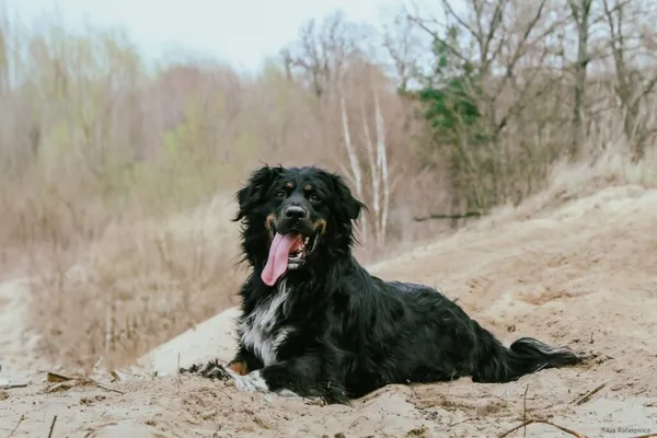 Pies do adopcji, Radom, 11 czerwca 2025 (2/5)