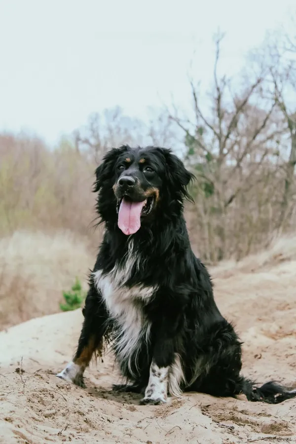 Pies do adopcji, Radom, 11 czerwca 2025 (5/5)