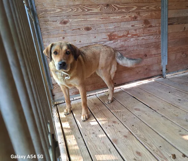 Pies do adopcji, Orzechowce, 25 maja 2024 (1/5)