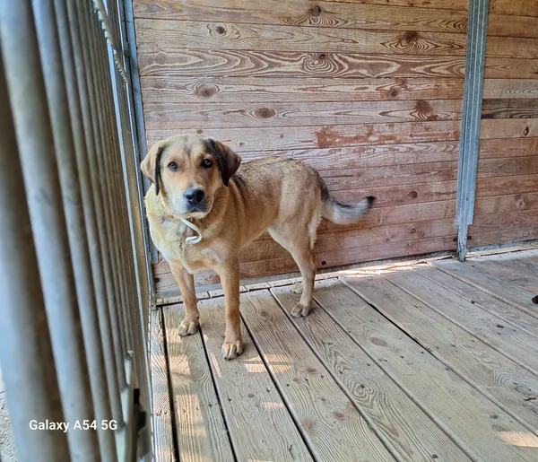 Pies do adopcji, Orzechowce, 25 maja 2024 (2/5)