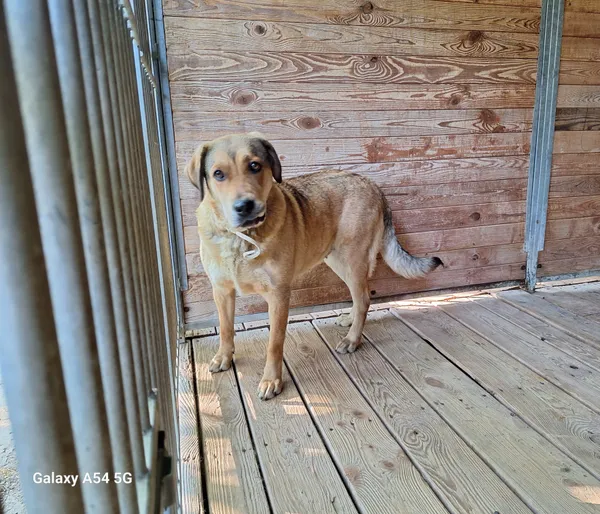 Pies do adopcji, Orzechowce, 25 maja 2024 (3/5)