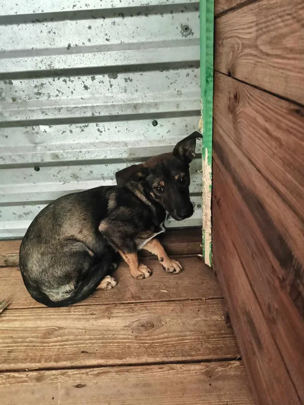 Pies do adopcji, Orzechowce, 25 maja 2024