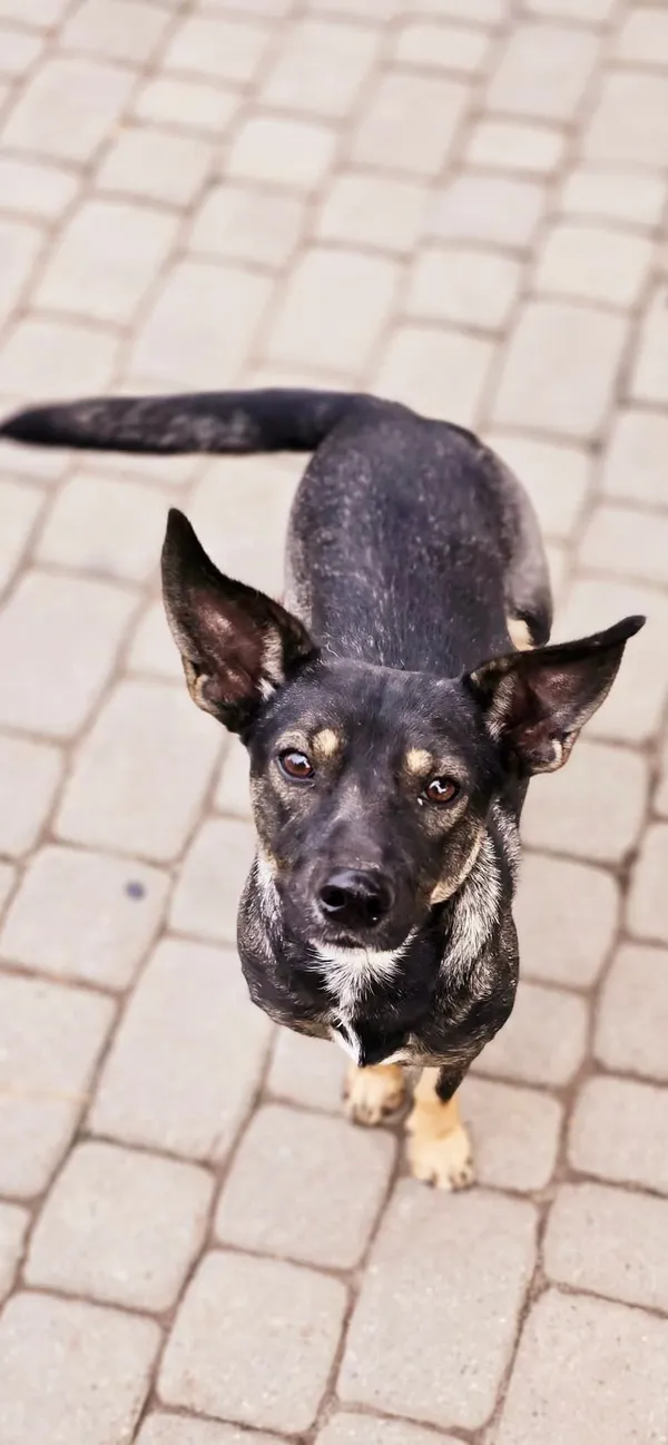 Pies do adopcji, Orzechowce, 25 maja 2024 (2/5)