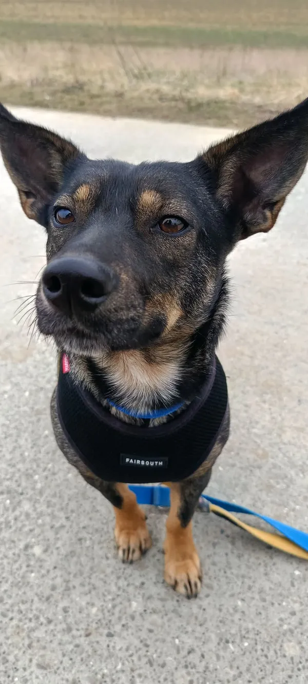 Pies do adopcji, Orzechowce, 25 maja 2024 (3/5)