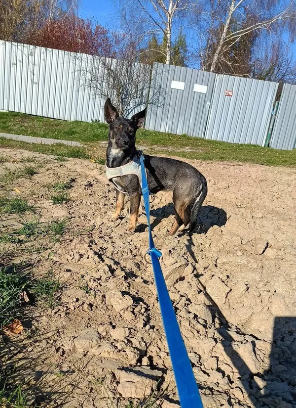 Pies do adopcji, Orzechowce, 25 maja 2024 (4/5)