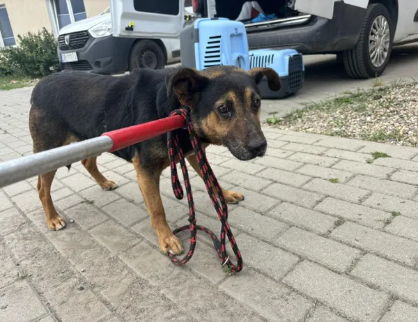 Znaleziono psa, Świdnica, 28 maja 2024