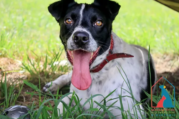 Pies do adopcji, Grudziądz, 16 maja 2024 (1/5)