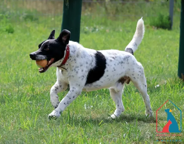 Pies do adopcji, Grudziądz, 16 maja 2024 (2/5)