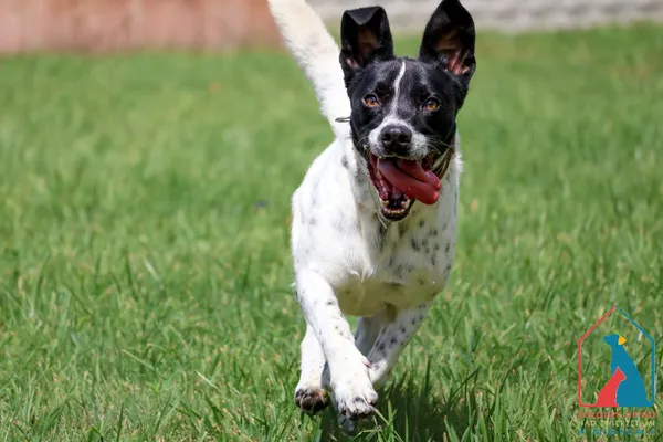 Pies do adopcji, Grudziądz, 16 maja 2024 (4/5)