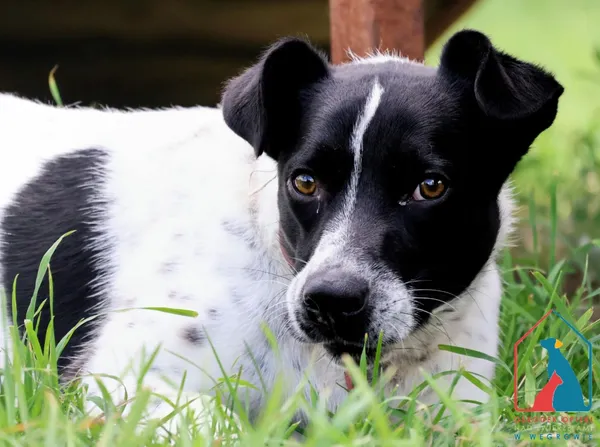Pies do adopcji, Grudziądz, 16 maja 2024 (5/5)