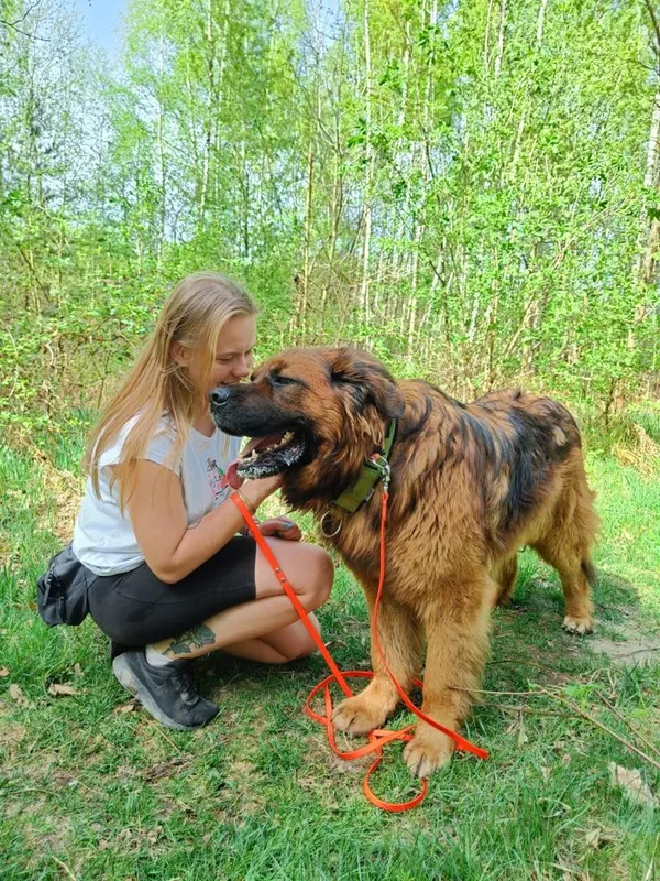 Pies do adopcji, Korabiewice, 27 maja 2024 (1/5)