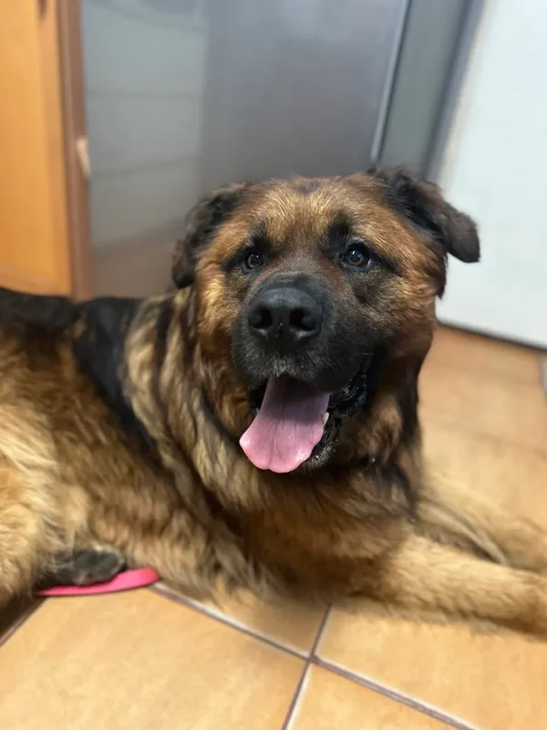 Pies do adopcji, Korabiewice, 27 maja 2024 (4/5)