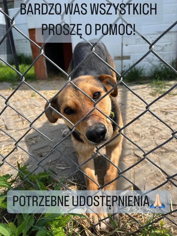 Pies do adopcji, Korabiewice, 27 maja 2024 (2/3)