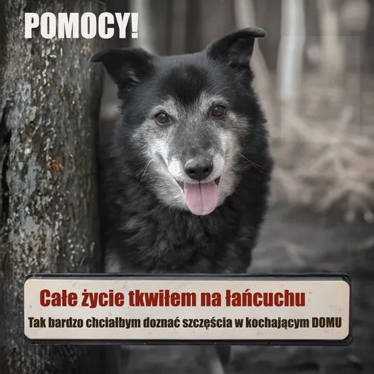 Pies do adopcji, Korabiewice, 27 maja 2024 (1/3)