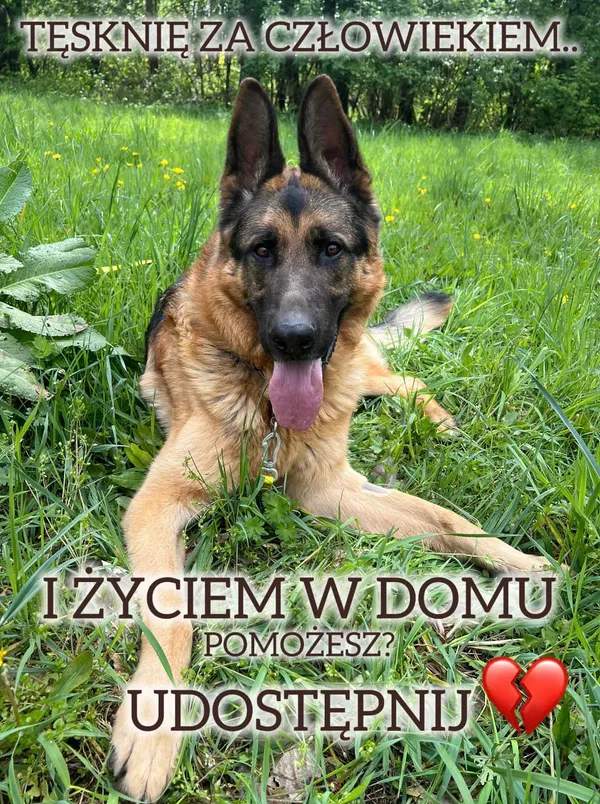 Pies do adopcji, Korabiewice, 27 maja 2024 (1/4)