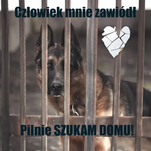 Pies do adopcji, Korabiewice, 27 maja 2024 (3/4)