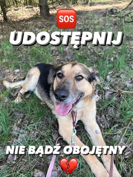 Pies do adopcji, Korabiewice, 27 maja 2024 (1/4)