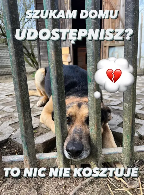 Pies do adopcji, Korabiewice, 27 maja 2024 (3/4)