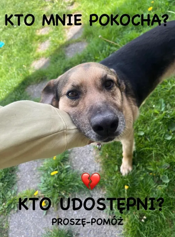 Pies do adopcji, Korabiewice, 27 maja 2024 (4/4)