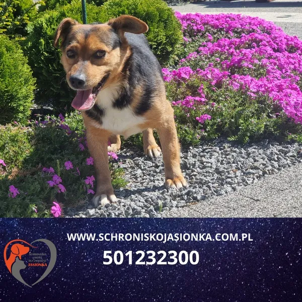 Znaleziono psa, Dębniak, 28 maja 2024