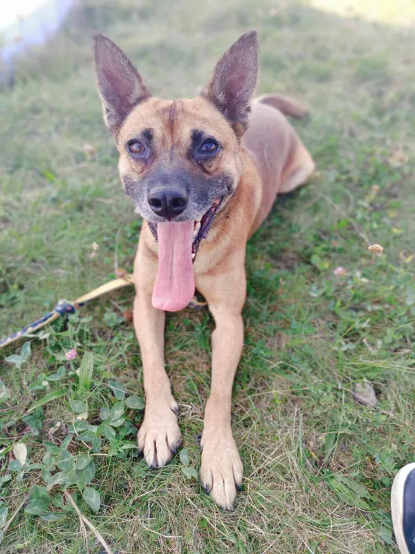 Pies do adopcji, Orzechowce, 2 lutego 2024 (2/5)