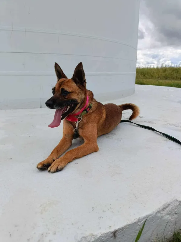 Pies do adopcji, Orzechowce, 2 lutego 2024 (5/5)