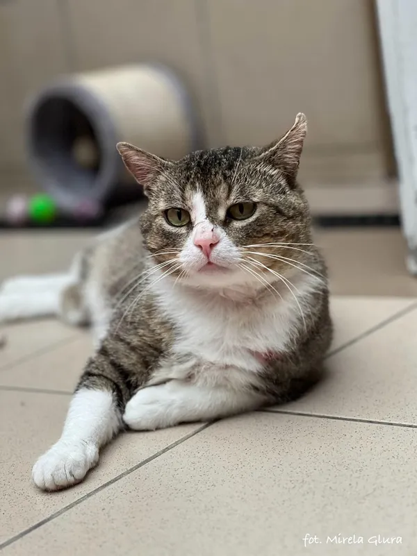 Kot do adopcji, Bydgoszcz, 5 kwietnia 2025 (1/5)