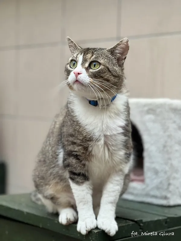 Kot do adopcji, Bydgoszcz, 5 kwietnia 2025 (2/5)