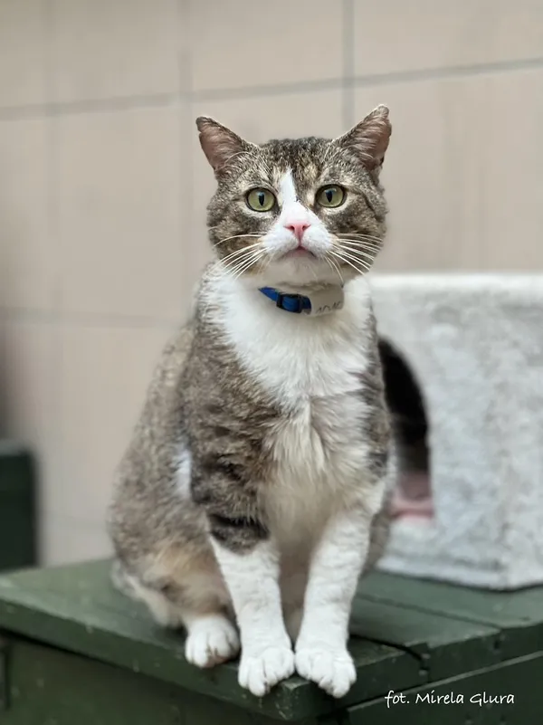 Kot do adopcji, Bydgoszcz, 5 kwietnia 2025 (3/5)