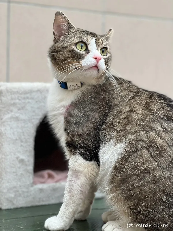 Kot do adopcji, Bydgoszcz, 5 kwietnia 2025 (4/5)