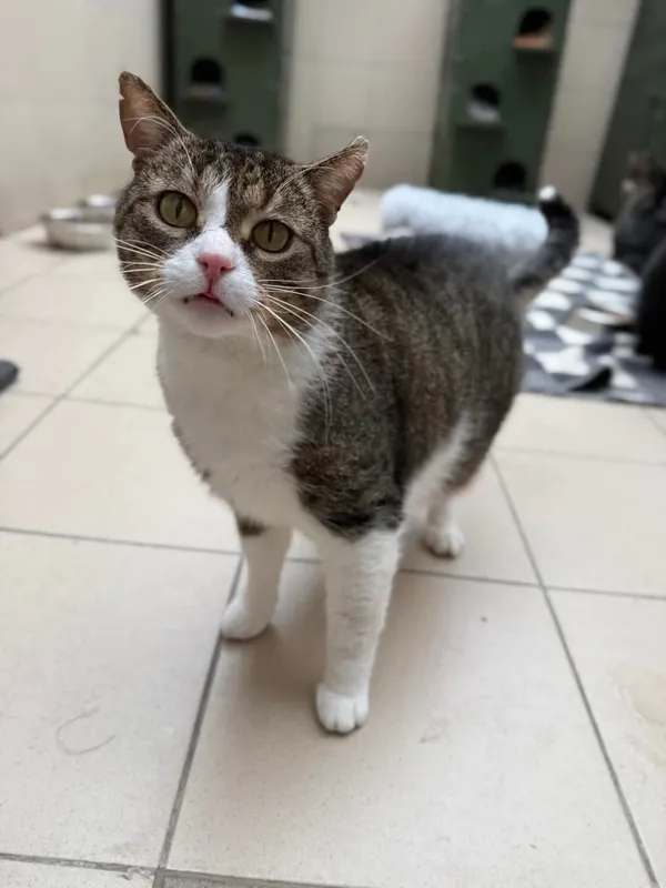 Kot do adopcji, Bydgoszcz, 5 kwietnia 2025 (5/5)