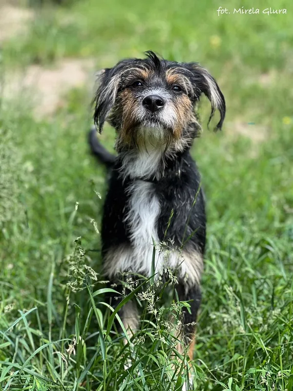 Pies do adopcji, Bydgoszcz, 16 lutego 2025 (1/5)