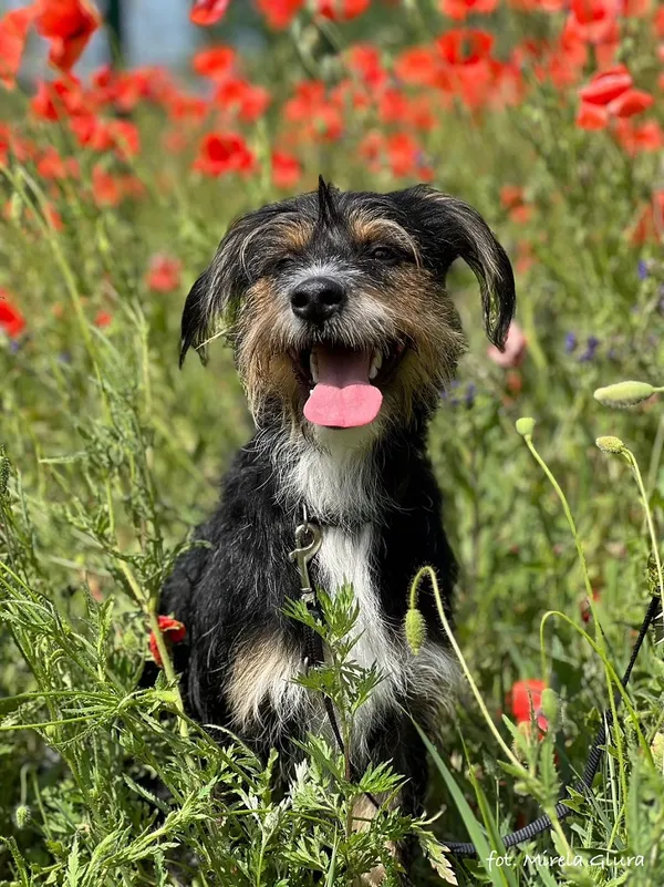 Pies do adopcji, Bydgoszcz, 16 lutego 2025 (2/5)