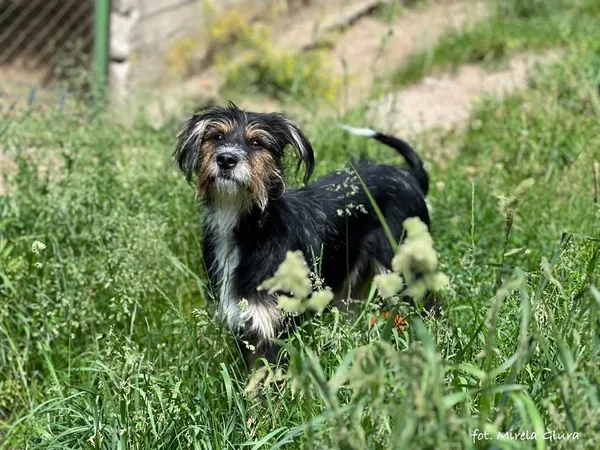 Pies do adopcji, Bydgoszcz, 16 lutego 2025 (3/5)