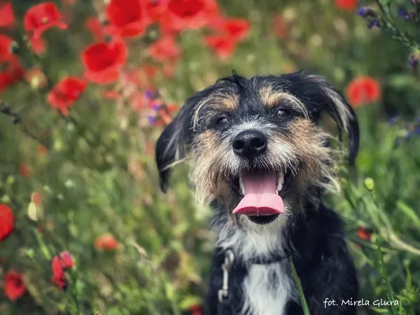 Pies do adopcji, Bydgoszcz, 16 lutego 2025 (4/5)