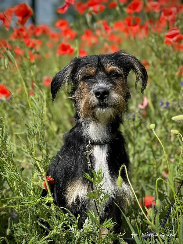 Pies do adopcji, Bydgoszcz, 16 lutego 2025 (5/5)