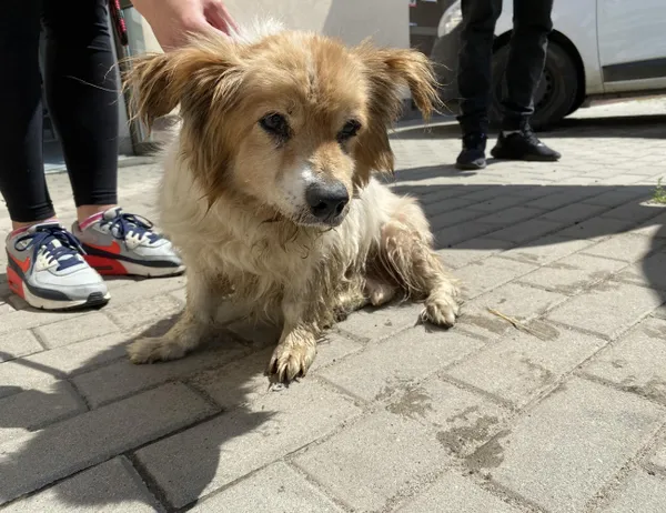 Znaleziono psa, Świdnica, 2 czerwca 2024