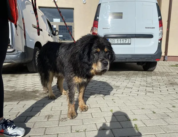 Znaleziono psa, Świdnica, 1 czerwca 2024