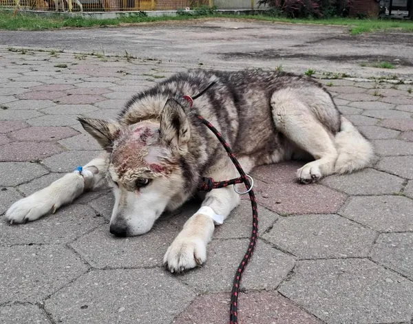 Znaleziono psa, Toruń, 30 maja 2024