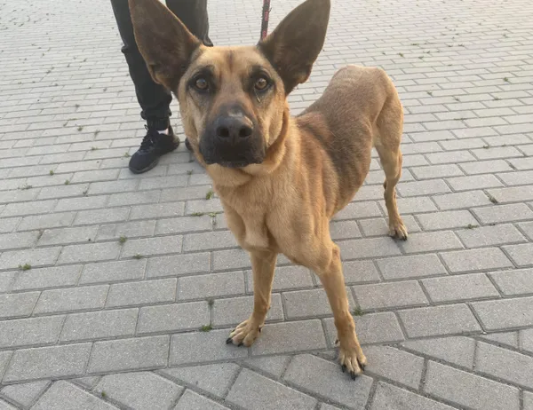 Znaleziono psa, Świdnica, 2 czerwca 2024