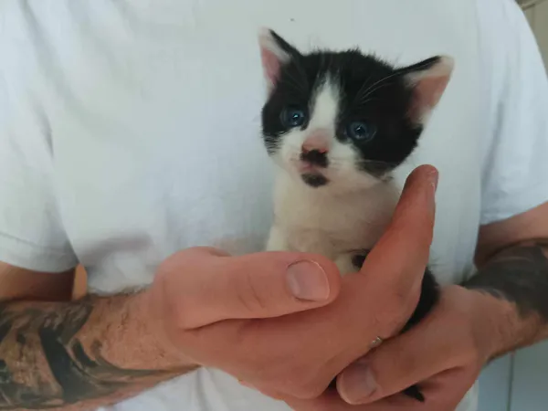 Znaleziono kota, Sosnowiec, 2 czerwca 2024 (1/5)