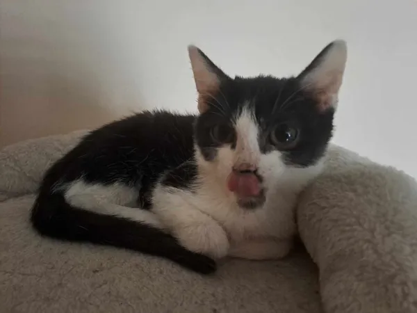 Znaleziono kota, Sosnowiec, 2 czerwca 2024 (2/5)