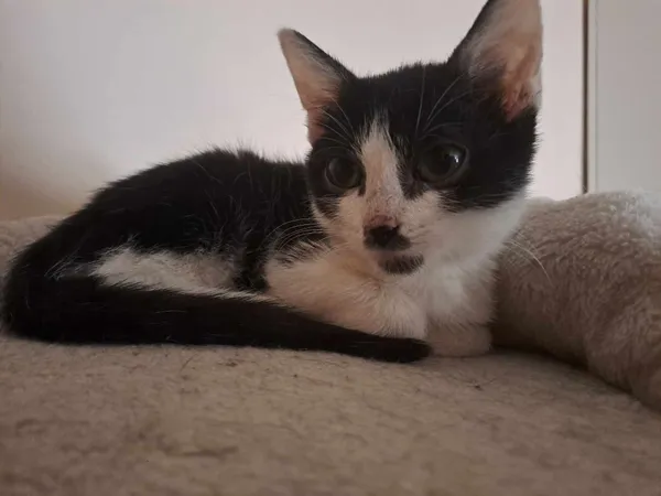 Znaleziono kota, Sosnowiec, 2 czerwca 2024 (3/5)