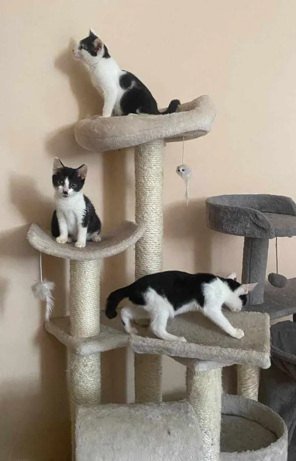 Znaleziono kota, Sosnowiec, 2 czerwca 2024 (4/5)