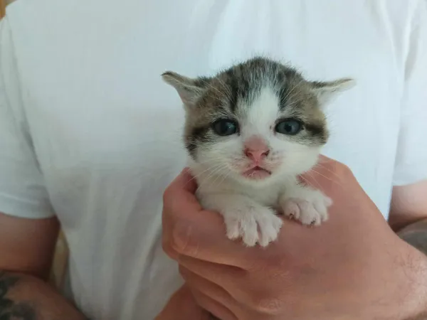 Znaleziono kota, Sosnowiec, 2 czerwca 2024 (1/5)