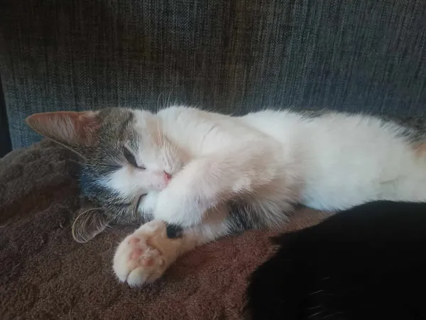 Znaleziono kota, Sosnowiec, 2 czerwca 2024 (5/5)